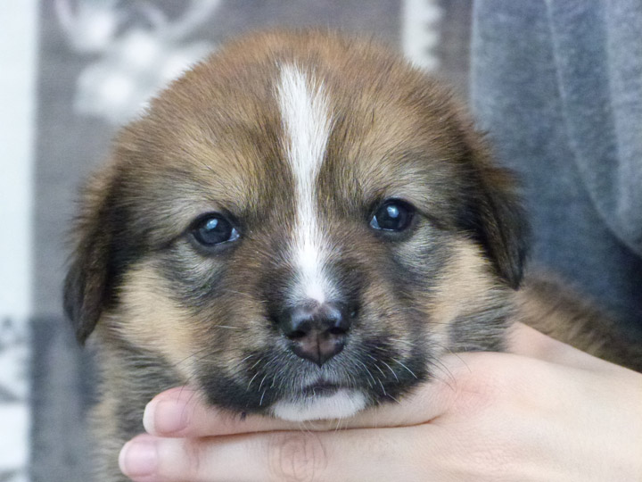 chinook puppy